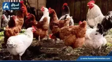 ارتفاع سعر الفراخ البيضاء يضغط على أسعار الدواجن اليوم بالمزرعة